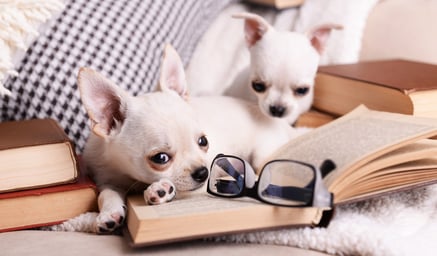 Step-by-Step IB Extended Essay Research Question Guide