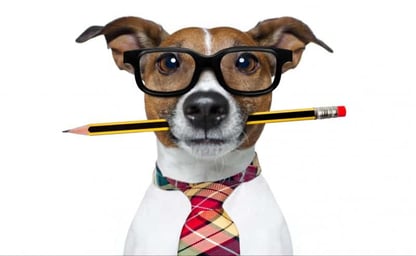 How to Use IB Past Papers and Mark Schemes