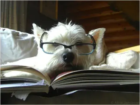 Dog with a high IQ